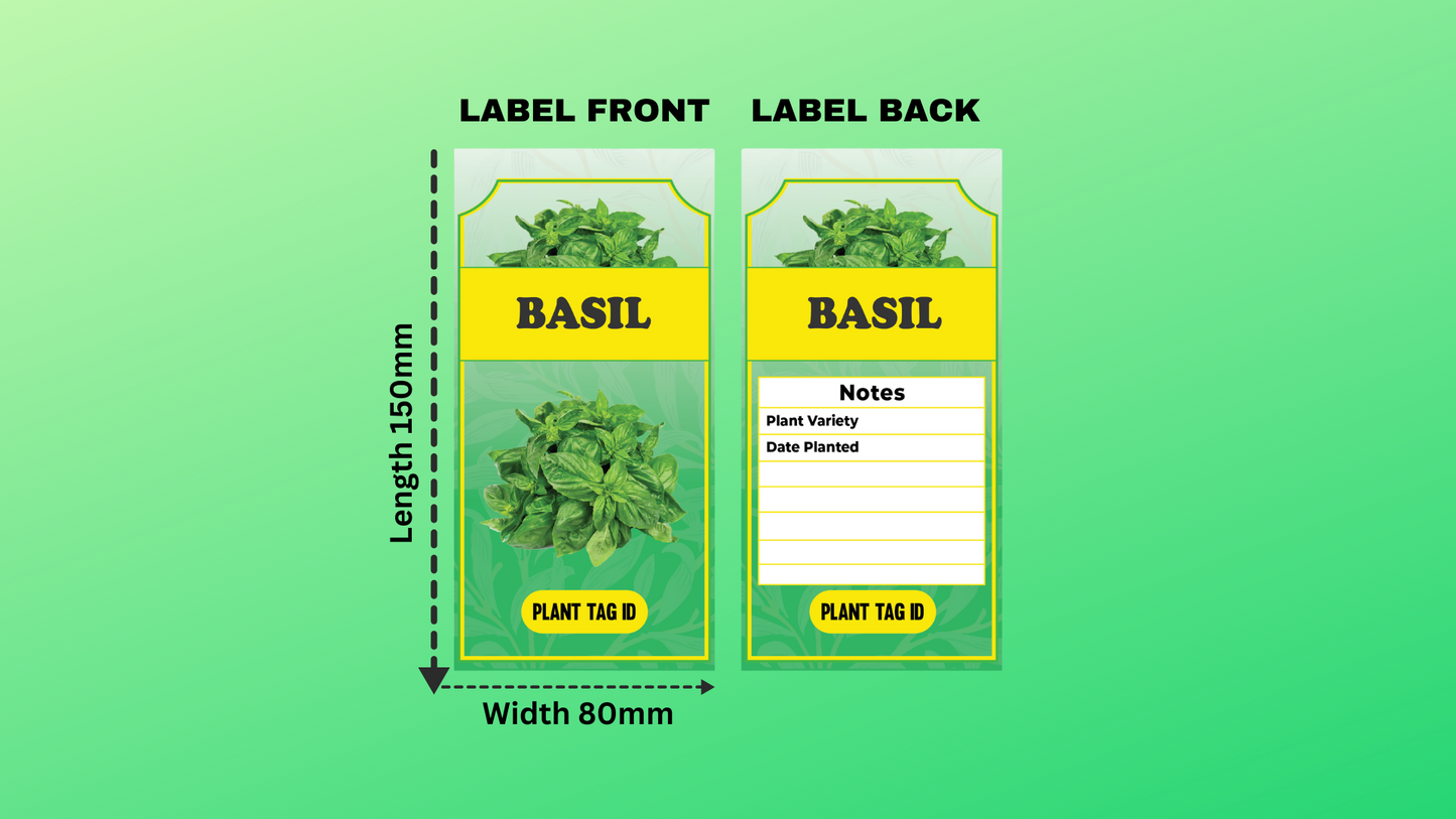 Basil Plant Size 80mm width x 150mm length