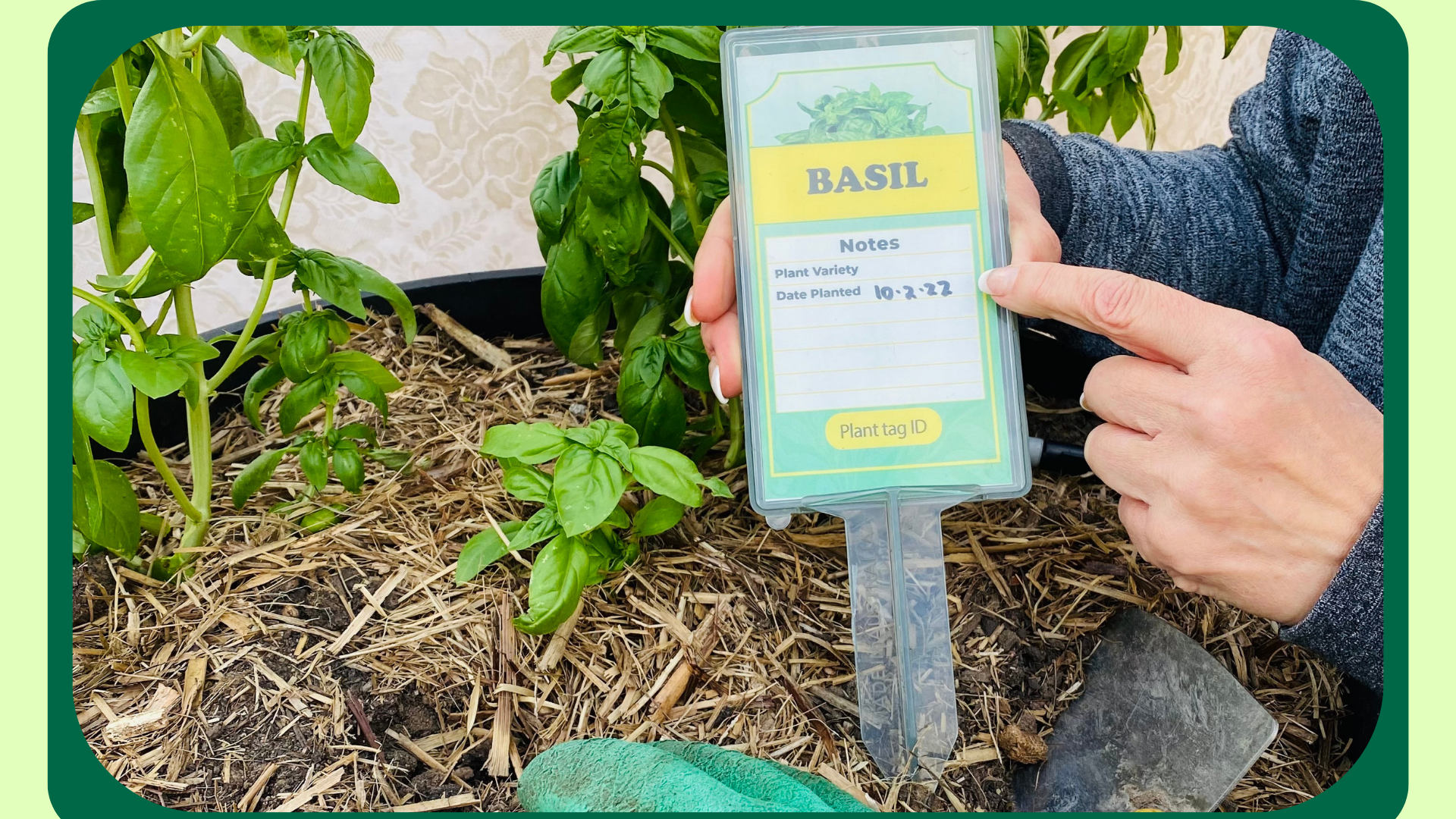 Basil Plant Label