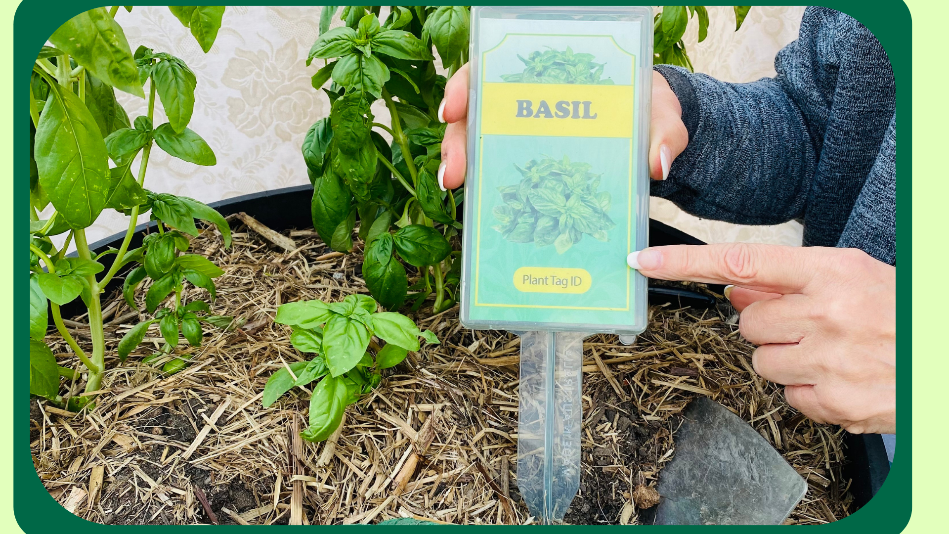 Plant Tag Holder with Basil Label